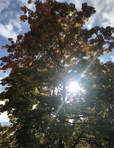 Природа 707.png